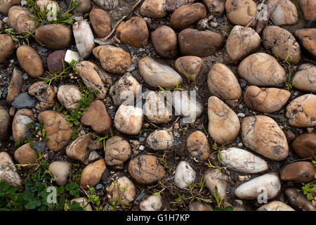 Stone footpath with pebble and grass in the garden Foto Stock
