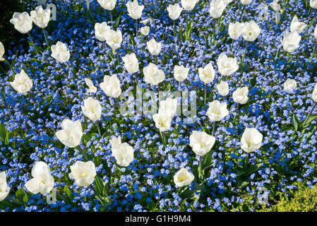 Un display attraente di tulipani bianco in un letto di dimenticare blu-me-middlesbrough, Homestead Park, città di York, nello Yorkshire, Inghilterra, Regno Unito Foto Stock