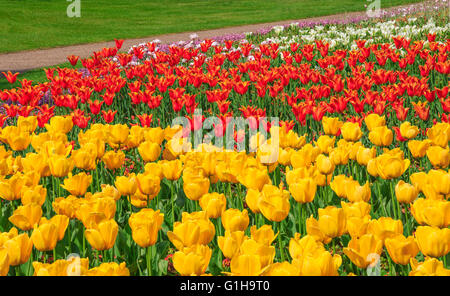 Giallo, rosso e bianco fioritura di tulipani al giardino dei fiori in Greenwich Park di Londra, Regno Unito Foto Stock