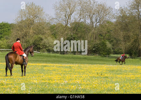 Huntsman sul suo cavallo in un campo di renoncules guardando una delle corse ippiche passato al galoppo Foto Stock