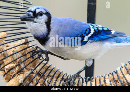 Blue Jay (Cyanocitta cristata) all'alimentatore, migrazione a molla a Magee Marsh Ohio Foto Stock