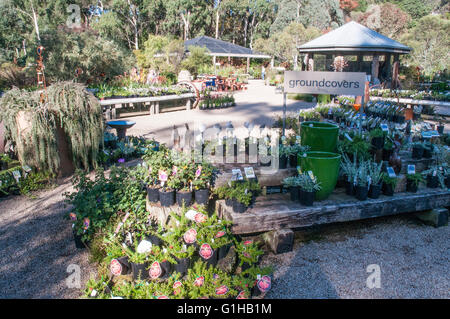 La copertura del terreno vegetale al display Kuranga vivaio nativo a Mt Evelyn nella Yarra Valley, Victoria, Australia Foto Stock