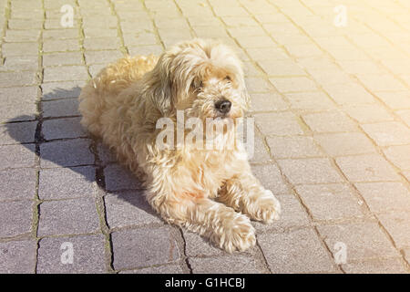 Carino tan boomer cane nella soleggiata giornata all'aperto Foto Stock