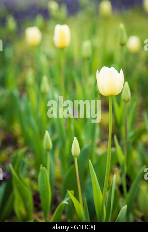 Chiusura del tulipano bianco in un parco giardino Foto Stock