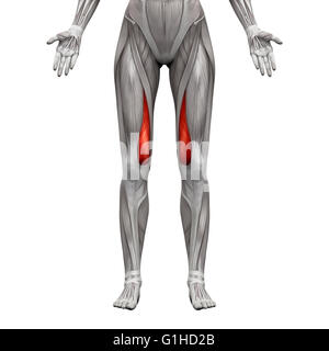 Vastus Medialis Muscle - Anatomia muscoli isolati su bianco - 3D illustrazione Foto Stock