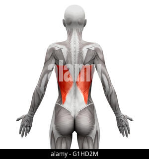 Latissimus Dorsi - Anatomia muscoli isolati su bianco - 3D illustrazione Foto Stock