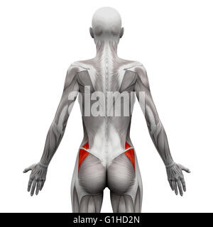 I glutei Medius - Anatomia muscoli isolati su bianco - 3D illustrazione Foto Stock