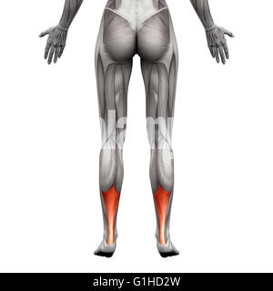 Riparazione del tendine di Achille - Anatomia muscolo - isolato su bianco - 3D illustrazione Foto Stock