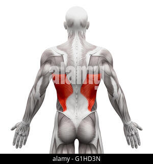 Latissimus Dorsi - Anatomia muscoli isolati su bianco - 3D illustrazione Foto Stock