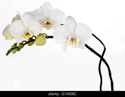 Close up White Orchid Fiore con fiori e boccioli Foto Stock