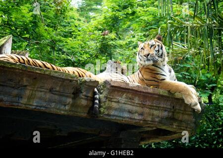 Maestosa tigre di Sumatra Foto Stock