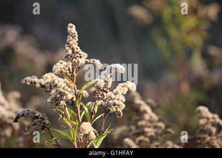 Oro gigante (Solidago gigantea) infiorescenza con frutti. Foto Stock