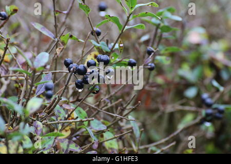 Bacche di colore nero di un ligustro (Ligustrum) hedge. Foto Stock