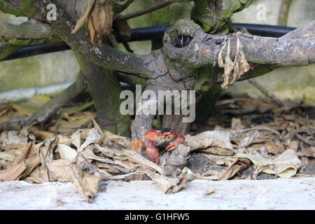 Granchio rosso (Gecarcinus ruricola) sull'isola di Barbados, dei Caraibi Foto Stock