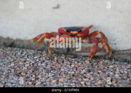 Granchio rosso (Gecarcinus ruricola) sull'isola di Barbados, dei Caraibi Foto Stock