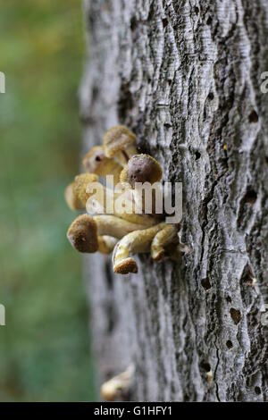 Mazzetto di miele fungo funghi (specie Armillaria solidipes syn. Armillaria ostoyae) sulla corteccia. Foto Stock