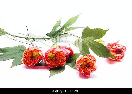 Rosso indiano di vena malva (Abutilon Pictun) Foto Stock