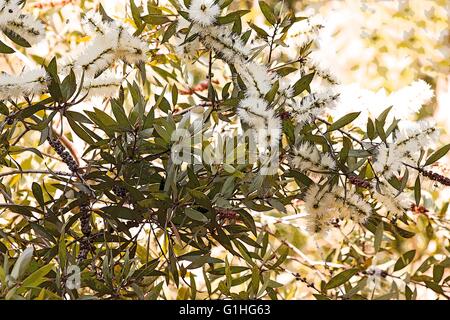 'Melaleuca quinquenervia' melaleuca albero in fiore Foto Stock