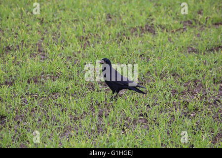 Rook (Corvus frugilegus) su un campo. Foto Stock