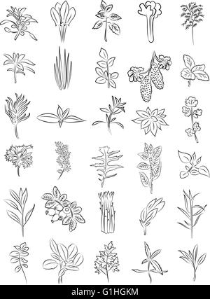 Vettore Collezione di erbe aromatiche fresche in linea modalità d'arte Illustrazione Vettoriale