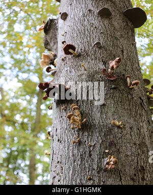 Varietà di funghi parasity su uno stelo in una foresta tedesca. Ad esempio il miele funghi, porcellana funghi e tinder funghi può essere visto. Foto Stock