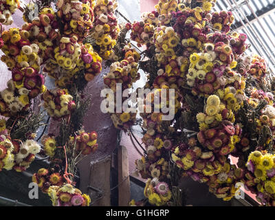 Fiori secchi al Mercado Central, San Jose, Costa Rica Foto Stock