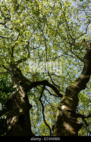 I rami di un vecchio albero al sole Foto Stock