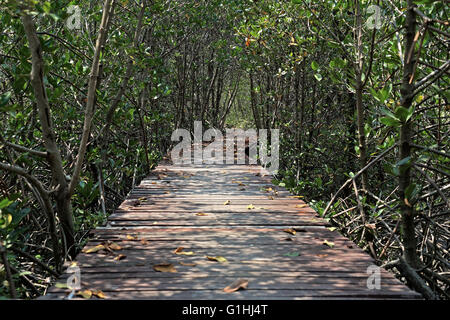 Il lungo ponte in legno passeggiata nella foresta di mangrovie Foto Stock