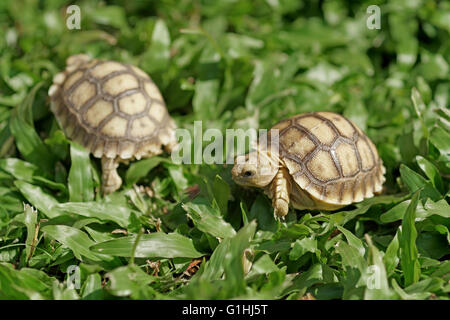 Primo piano della african spronato o tartaruga Geochelone sulcata Foto Stock