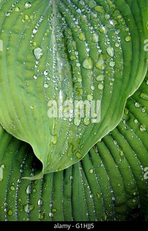 Gocce di pioggia sulla Hosta 'Frances Williams' Foto Stock