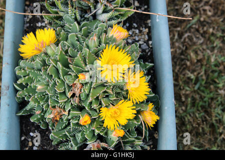 Close up di Tiger ganasce di piante succulente o noto come Faucaria tigrina con fiori di colore giallo Foto Stock