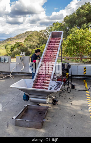 Lavoratore la pulizia del nastro trasportatore per macchina diraspatura, schiacciare pad, quintessa, Rutherford, Napa Valley, California Foto Stock