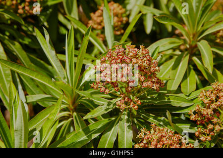 Fiori di Euphorbia mellifera come una boccola grande Foto Stock