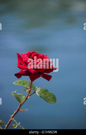 Vivid fresh red rose isolata contro il mare blu di sfondo copyspace compresi area. Foto Stock