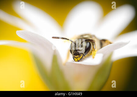 Piccola ape solitaria, Halictus tumulorum su millefiori Foto Stock