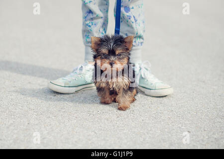 Ragazza tenendo yorkie cucciolo di cane per una passeggiata Foto Stock