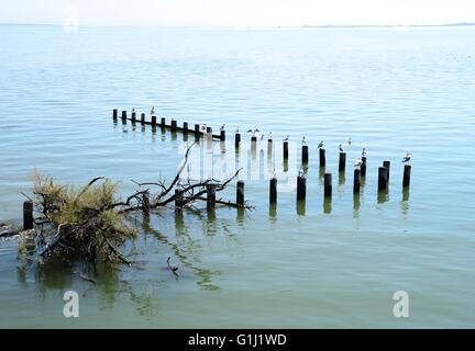 Gabbiani arroccato su legno, pennelli, laguna di Marano, Italia Foto Stock