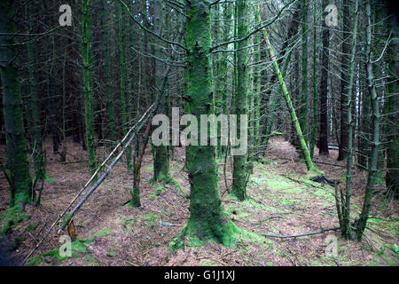 Piantagione di coppia Sitka Spruce sulla commissione forestale Galles terreni vicino Neath. Foto Stock