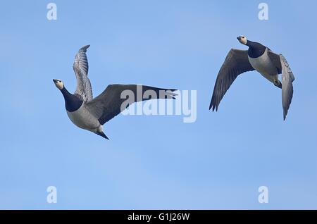 Coppia di barnacle uccelli che vola nel cielo, Oldersum, Germania Foto Stock