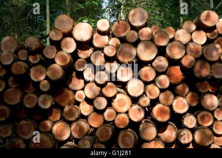 Foresta di Dean, nel Gloucestershire. Douglas Fir tagliare e impilati. Foto Stock