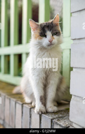 Il gatto domestico, Praga, Repubblica Ceca Foto Stock