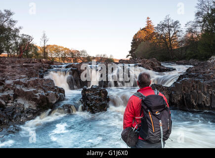 Bassa forza, Bowlees, Teesdale, County Durham Regno Unito. Lunedì 16 maggio 2016. Regno Unito Meteo. Escursionista godendo di uno splendido inizio di giornata passeggiando lungo la riva del Fiume Tees vicino a bassa forza di Teesdale superiore. Credito: David Forster/Alamy Live News Foto Stock