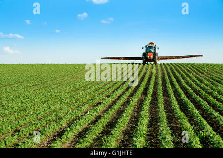 Il trattore di fagioli di soia di spruzzatura campo di coltivazione Foto Stock