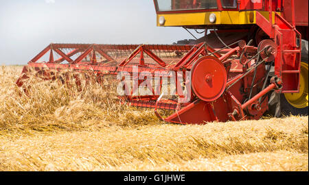 Mietitrebbia in azione sul campo di orzo raccolto Foto Stock