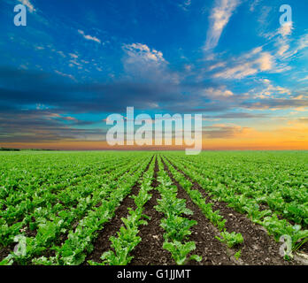 Zucchero sbattere corps campo, il paesaggio agricolo Foto Stock