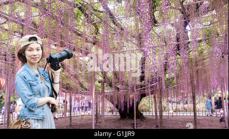 I fiori di primavera serie, pergolato di glicine in giardino Foto Stock