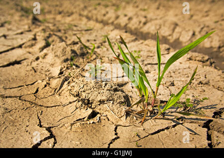 Impianto lottano per la vita a terra della siccità Foto Stock