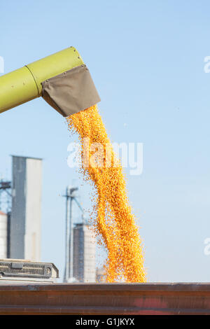 Lo scarico di corn chicchi di granturco nel campo durante la mietitura Foto Stock