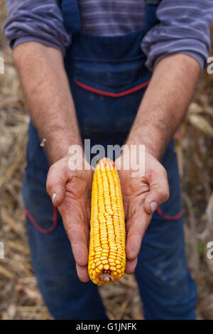 L'agricoltore che mostra mature mais orecchio di granturco prima del raccolto Foto Stock