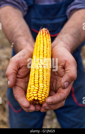 L'agricoltore che mostra mature mais orecchio di granturco prima del raccolto Foto Stock